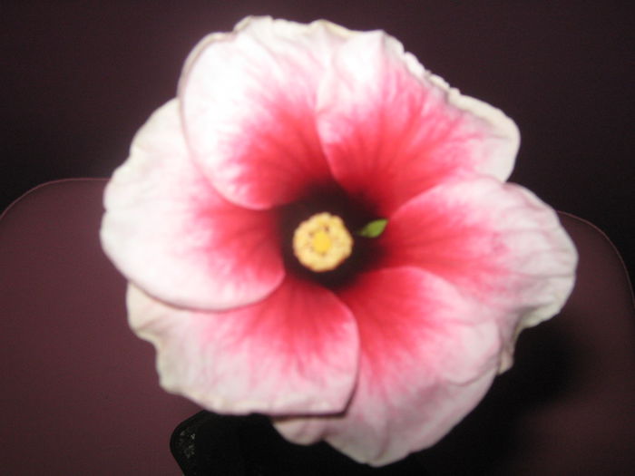 Picture My plants 801; De dimineata a inflorit frumuselul ptr. prima oara
