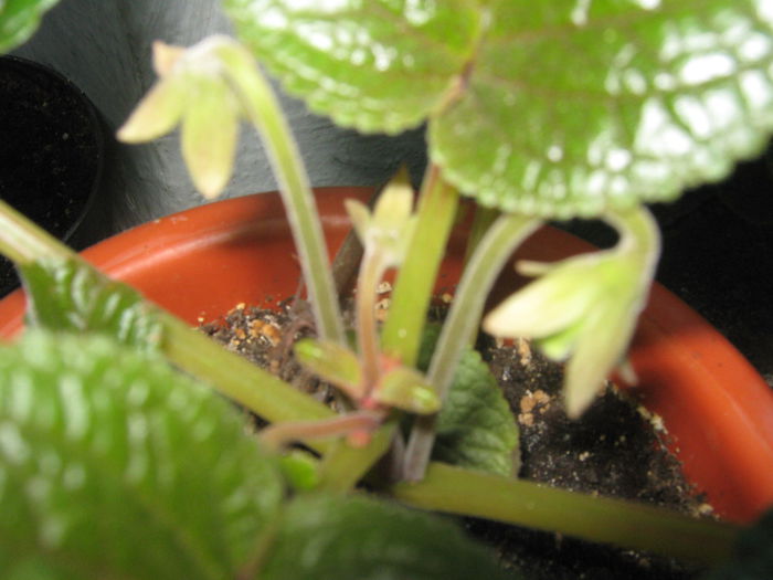 Picture My plants 789; Sinningia alba cu bobocei
