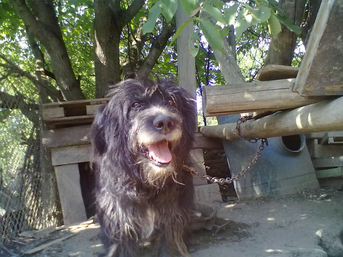 schnauzer urias; schnauzer urias
