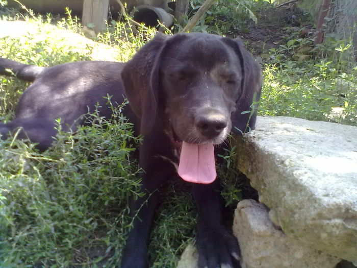 labrador-beagle - catei de rasa