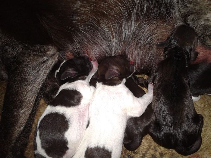 de vinzare33 - de vinzare