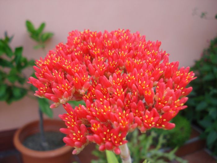 purpuriu (1) - crassula falcata