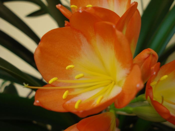 puiul de clivia (2)