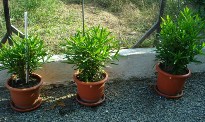 dupa 6 saptamani (2)