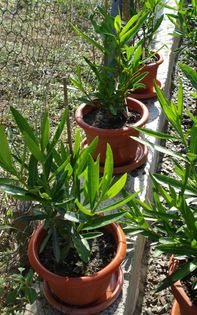 piticii, dupa 6 saptamani (2)