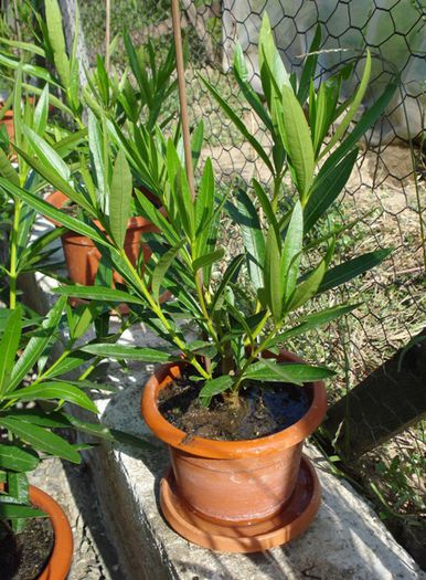 piticii, dupa 6 saptamani (3)