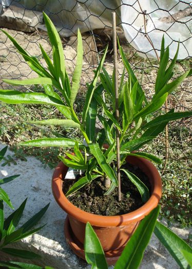 piticii, dupa 6 saptamani (5)