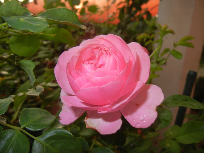 Rose Louise Odier (2014, July 29) - Rose Louise Odier