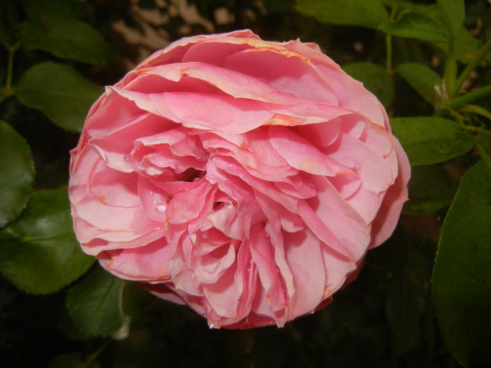 Rose Louise Odier (2014, July 29)