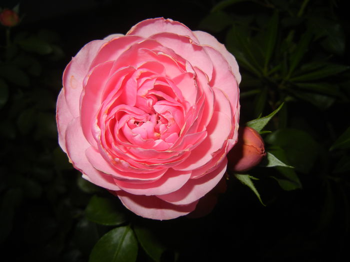 Rose Louise Odier (2014, Aug.03) - Rose Louise Odier