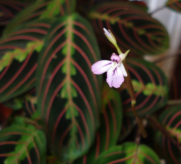 final de august 2014 (5) - maranta tricolor