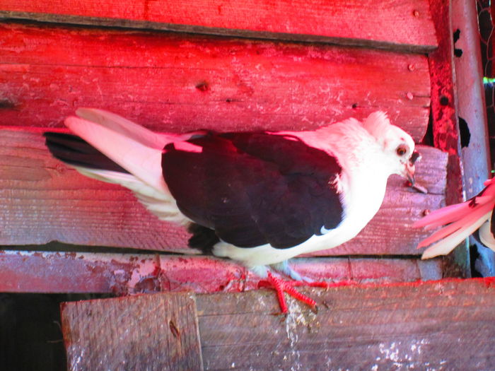 IMG_1780 - porumbei iulie 2014