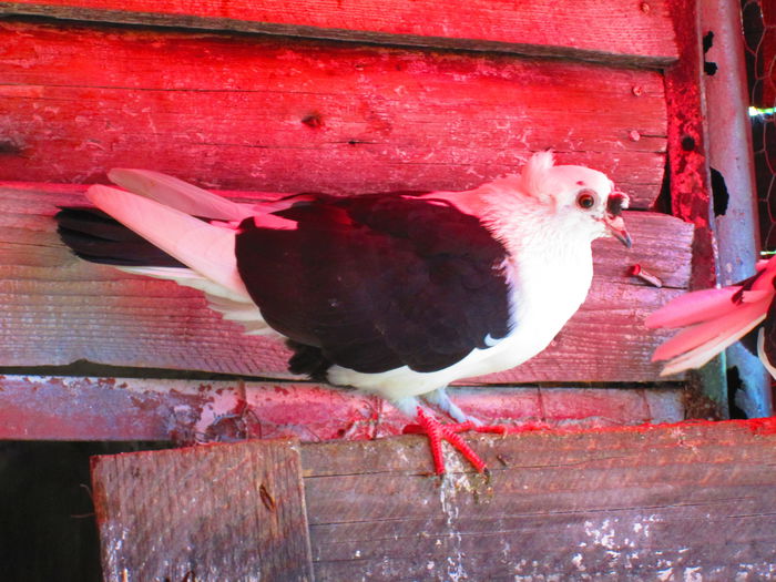 IMG_1781 - porumbei iulie 2014