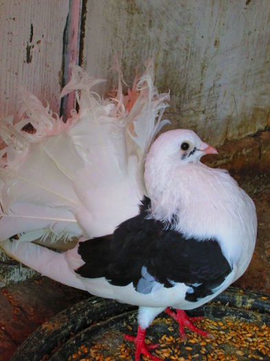 IMG_1783 - porumbei iulie 2014