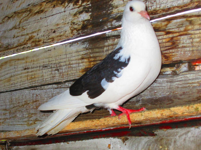 IMG_1784 - porumbei iulie 2014