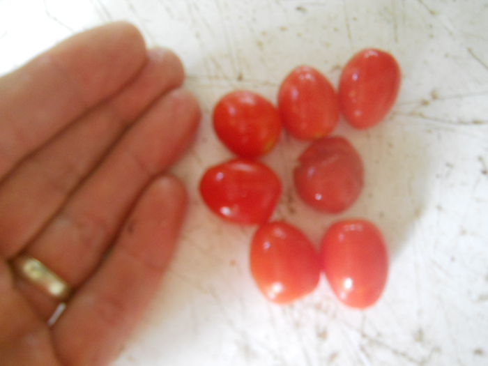 cherry pitic - Gradina legume 2014