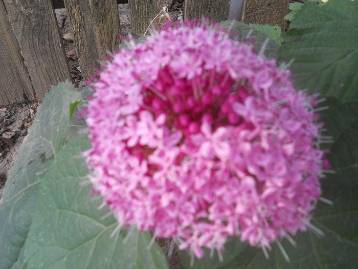 clerodendron bungei - gradina flori 2014-2