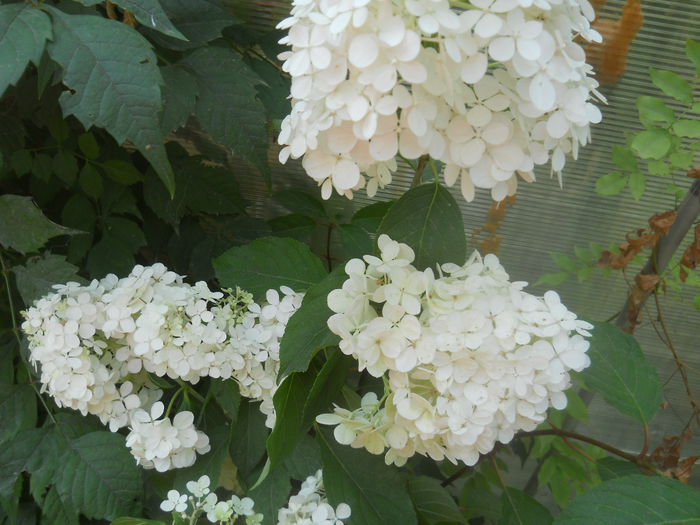 hortensia paniculata limelight - gradina flori 2014-2