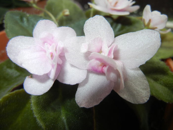 Pink African Violet (2014, May 30) - Saintpaulia Pink