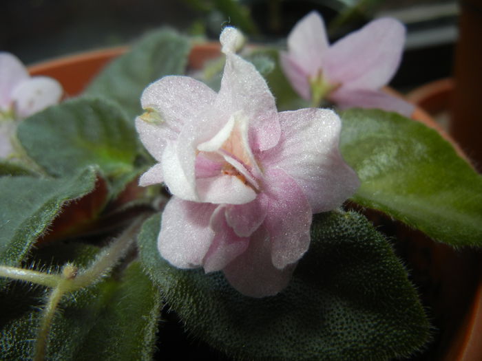 Pink African Violet (2014, June 09) - Saintpaulia Pink