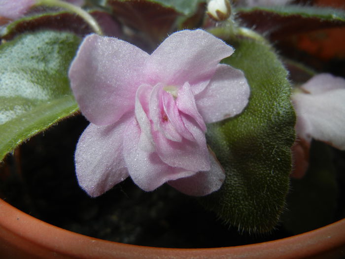 Pink African Violet (2014, June 09) - Saintpaulia Pink