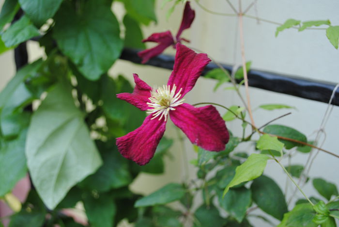 clematis Vitiwester, 20 aug