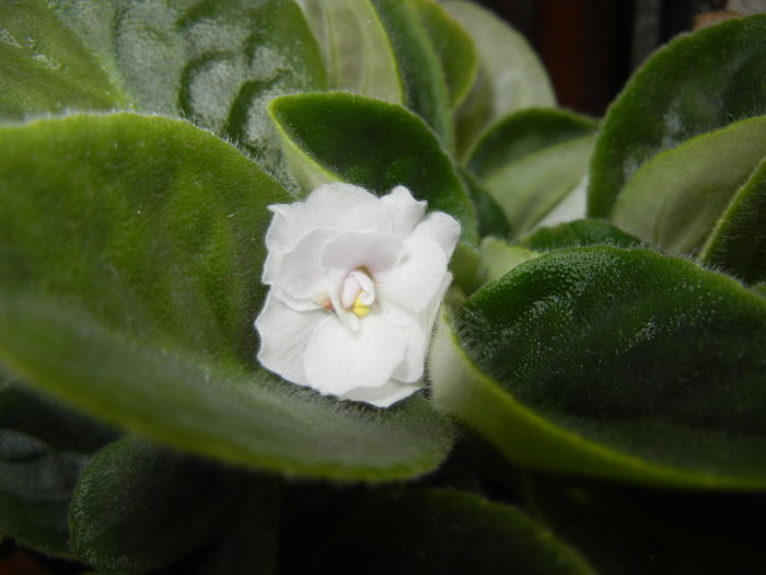 Semi-Double White Violet (2014, May 30) - Saintpaulia White Semi D