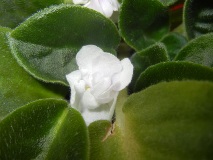 Semi-Double White Violet (2014, Jun.09) - Saintpaulia White Semi D