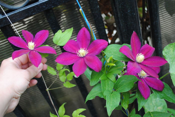 clematis Sunset