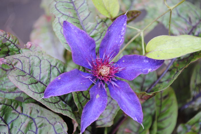 clematis Multi Blue