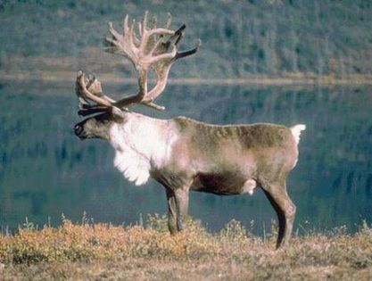 reindeer - oldiest but goldiest