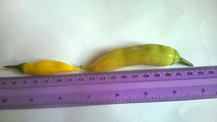 Aji Limon si Aji Cristal