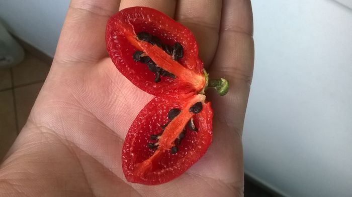 Rocoto Alberto. - C Pubescens Rocoto 2014