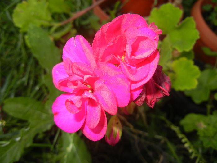 Bright Odette Geranium (2014, June 27)