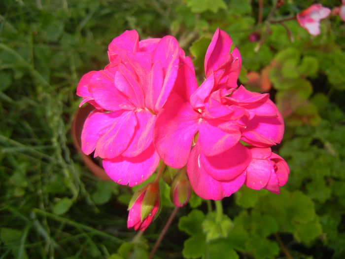 Bright Odette Geranium (2014, June 27) - Geranium Bright Odette