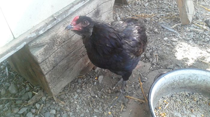 20140820_172852 - Araucana albastru