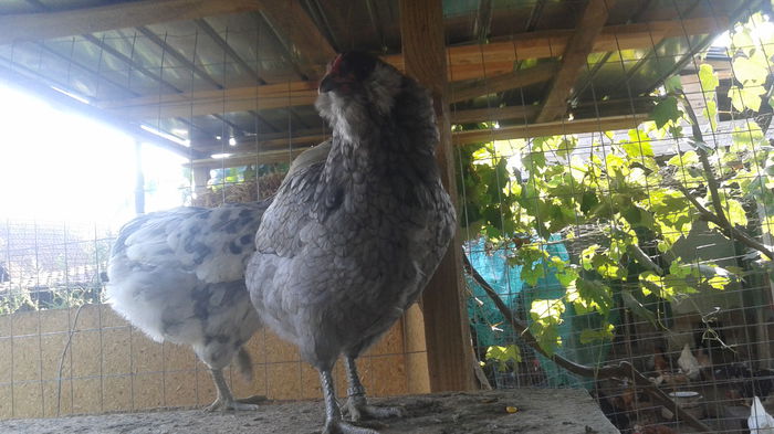 20140820_172925 - Araucana albastru