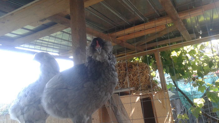 20140820_172933 - Araucana albastru