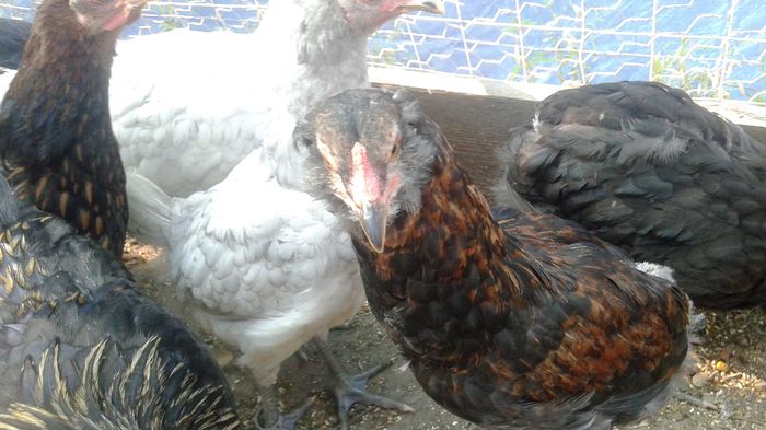 20140820_173210 - Araucana potarnichiu