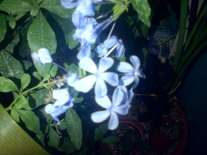 plumbago - florile mele 2014