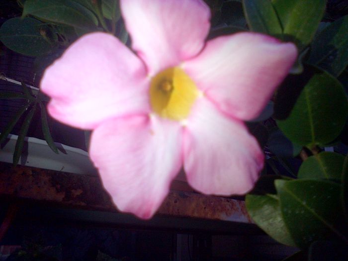 dipladenia roz-de vanzare 20 lei 25-30cm vandut - 2015 plante de vanzare