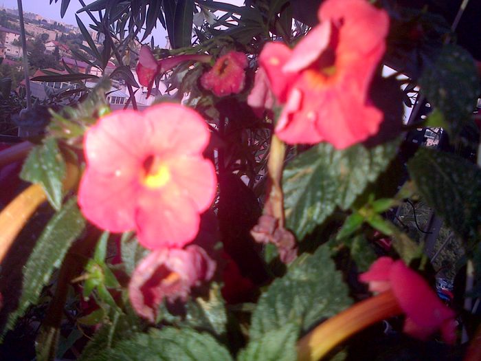 achimenes