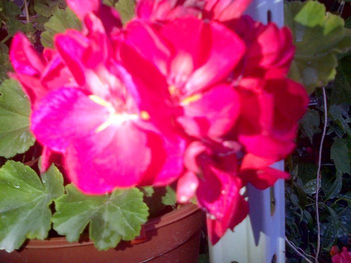 muscata rosu - florile mele 2014