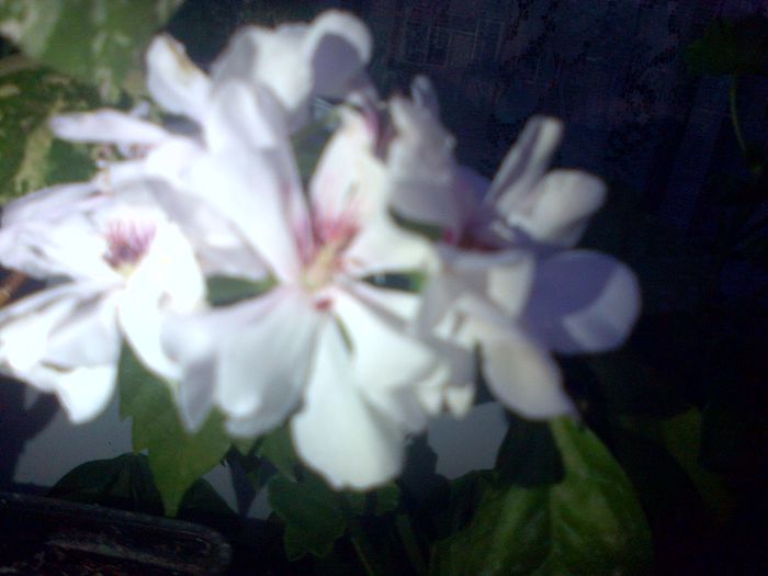 muscata curgatoare alb - florile mele 2014