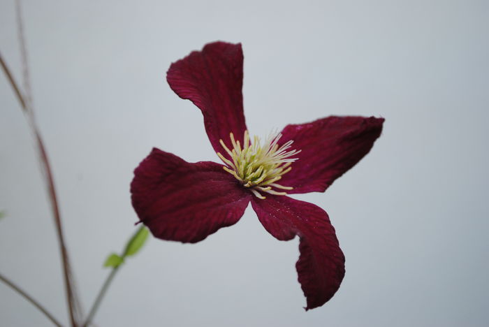 clematis Vitiwester