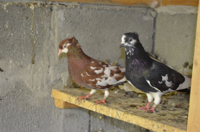 _DSC0114 - Porumbei-amintiri