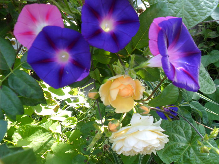 Picture 205 - talmes-balmes2014