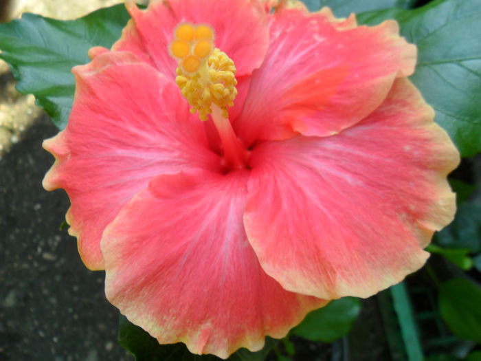 Picture 214 - talmes-balmes2014