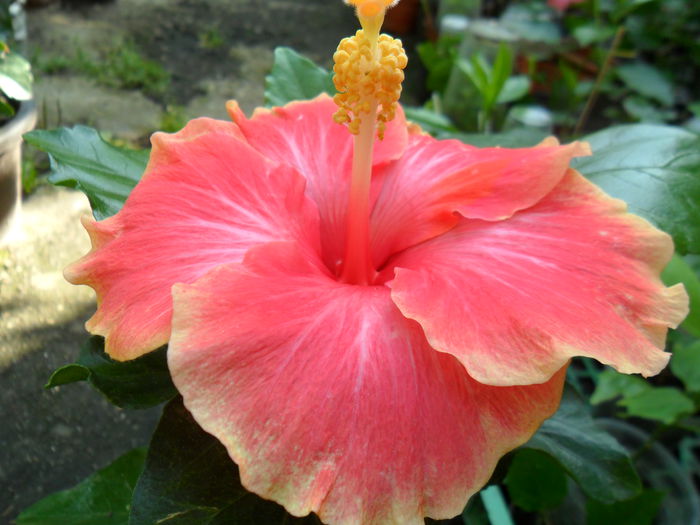 Picture 221 - talmes-balmes2014