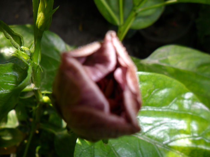 Picture 231 - talmes-balmes2014